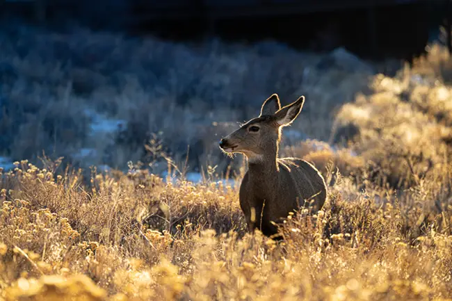 Mule Deer doe in the morning light on a Spring Estes Park Photo Tour
